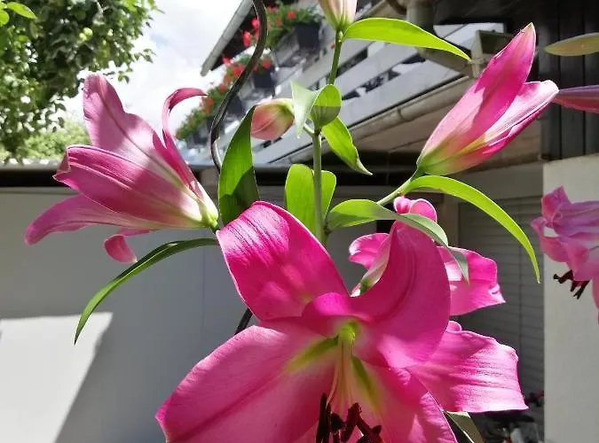 Lejlighed Apartma Carnica